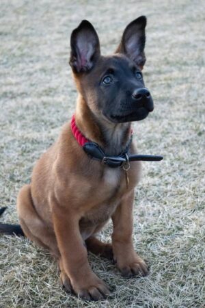 ROLLO
