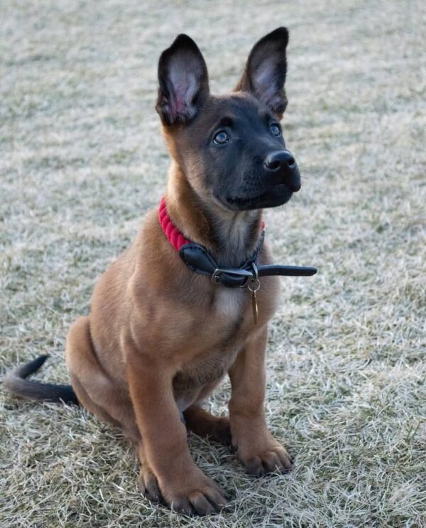 ROLLO
